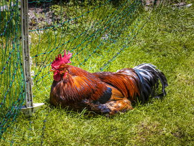 Bild 26 aus  Premhof