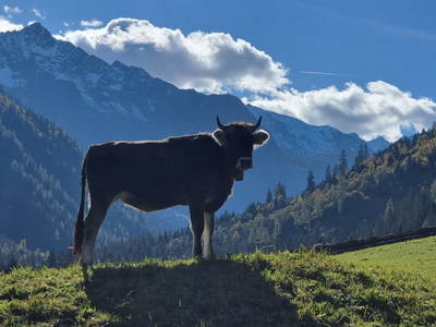 Bild 97 aus  Alfaierhof & Bergheimat