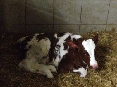 Bild 38 aus  Schusterhof