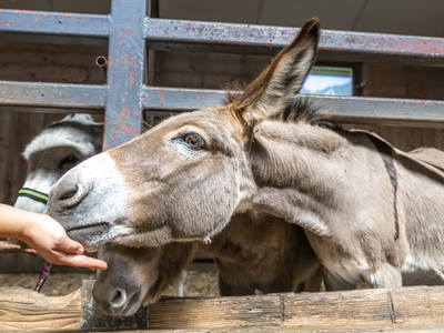 Bild 20 aus  Viehhofgut