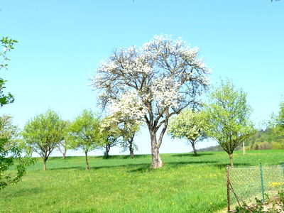 Bild 42 aus Blumentalhof