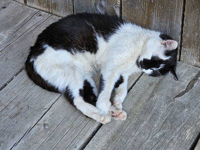 Bild 75 aus  BIO-Bergbauernhof Kammerhofer vlg. Roath