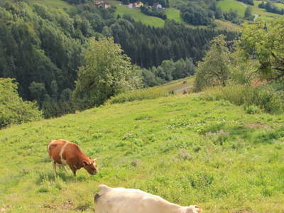 Bild 49 aus  Panorama Hof Fa. Sereinig