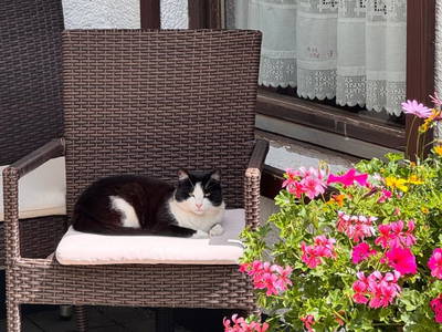 Bild 121 aus  Wallneralm