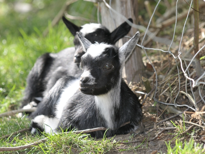 Bild 6 aus  Ferienhof Schmeling