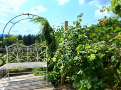 Bild 118 aus  Ferienwohnungen Lichtenegger 