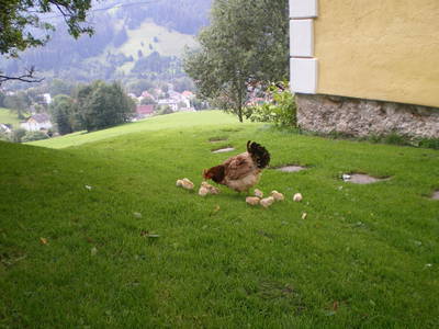 Bild 17 aus  Marx Bauernhaus