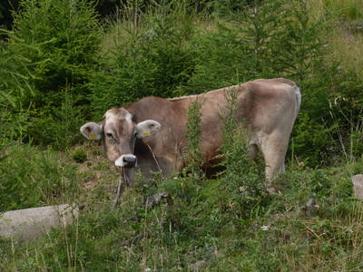 Bild 34 aus  Hofchalets Nikola