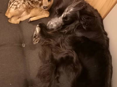 Bild 52 aus  Bruderhof