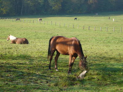 Bild 40 aus  Wolf-Hof