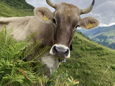 Bild 37 aus  Ferienhof Rösslar