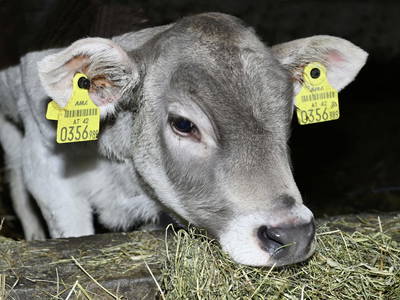 Bild 57 aus  Berghof Burtscher