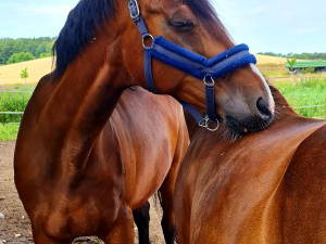 Bild 4 aus  Ferienhof Schnoor