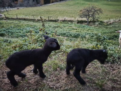 Bild 27 aus  Bio Bauernhof Kräuter