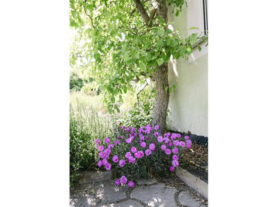 Bild 241 aus  Pimperlhof