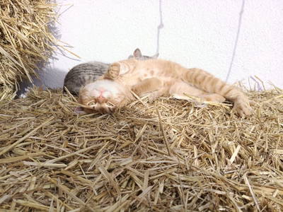 Bild 28 aus  Bio Bauernhof Kräuter