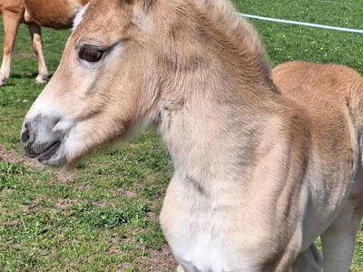 Bild 171 aus  Albachhof