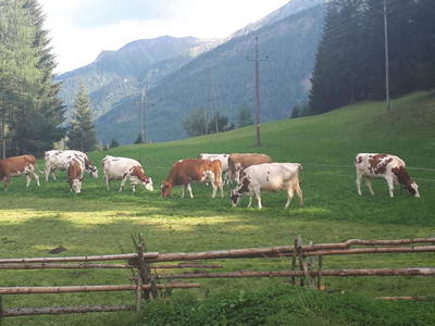 Bild 33 aus  Schwarzenbichlalm