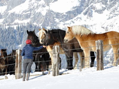 Bild 42 aus  Tritscherhof