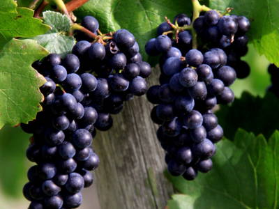 Bild 8 aus  Ferienweingut Becker