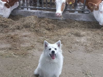 Bild 73 aus  Bauernhof Mosinz