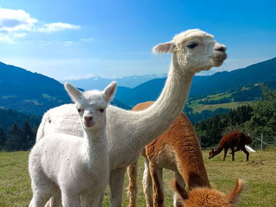 Bild 2 aus  Dürregger