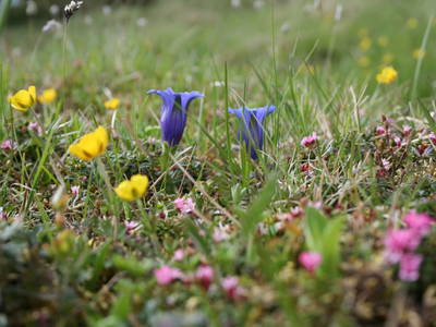 Bild 75 aus  Kuchlbauer