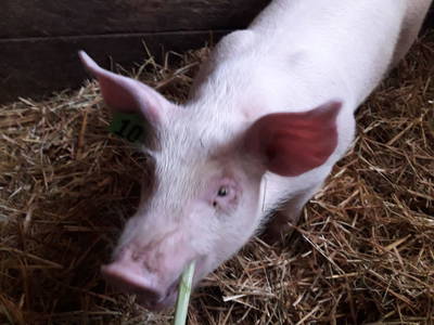 Bild 57 aus  Almhof Unterranner