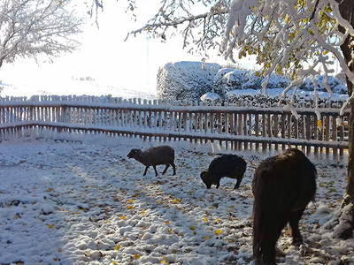 Bild 53 aus  Sonis kleine Farm Grömitz