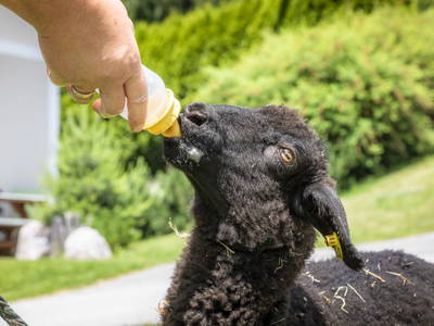 Bild 12 aus  Maierlehen