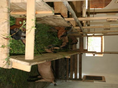 Bild 132 aus  Kaspergut