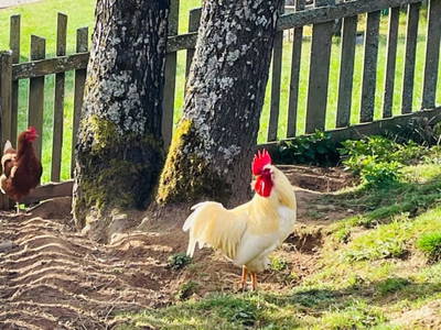 Bild 9 aus  Kleelehof