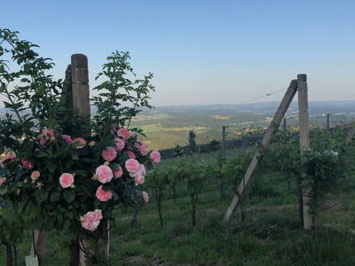 Bild 56 aus  Weingut Seiner vlg.Kraxner