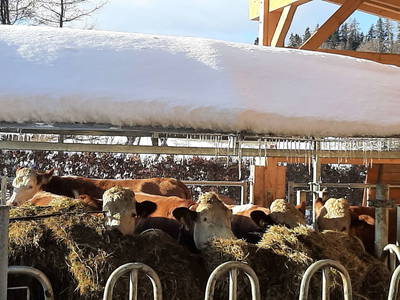 Bild 132 aus  Pölzlhof