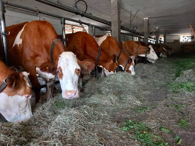 Bild 18 aus  Bio-Bauernhof Vordergschwandtgut