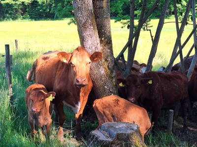 Bild 4 aus  Weiglhof