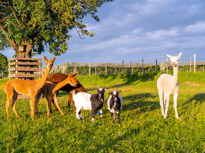 Bild 46 aus  Ferienwohnungen Wagner
