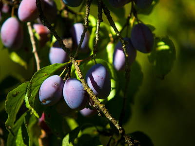 Bild 20 aus  Ferienhaus am Bognerhof