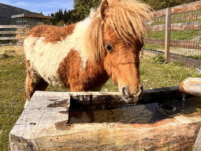 Bild 15 aus  Lahnerhof