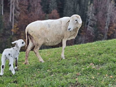 Bild 18 aus  Pfleger Ranch am Schönegg Gut