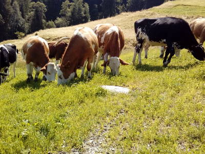 Bild 16 aus  Buchmann Lehen