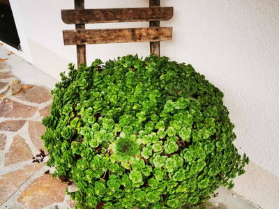 Bild 133 aus  Sank Haus - Alte Mühle