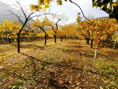 Bild 107 aus  Weingut STRAWANZER Donabaum