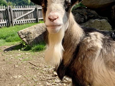 Bild 139 aus  Heisshof 