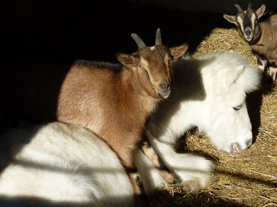 Bild 12 aus  Ferienhof Sporleder