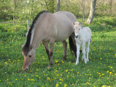Josefin mit ihrem Fohlen