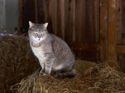 Bild 17 aus  Ferienhof Meinerdingen GbR