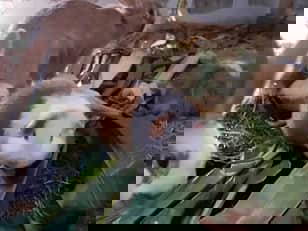 Bild 10 aus  Campinghof Dreisprung