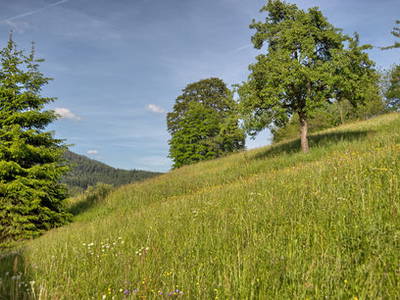 Bild 22 aus  Bauernhof Rützler