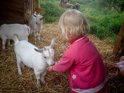 Bild 17 aus  Pferdehof Ruhnau FN